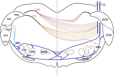 Differential projections from the cochlear nucleus to the inferior colliculus in the mouse